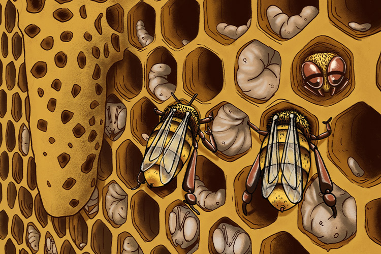 De l’abeille au miel